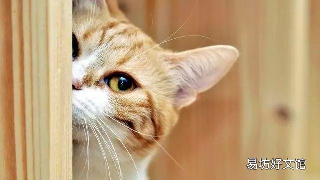 猫的应激反应怎样缓解(猫的应激反应怎么处理)