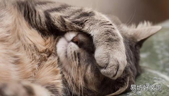 猫的应激反应怎样缓解(猫的应激反应怎么处理)