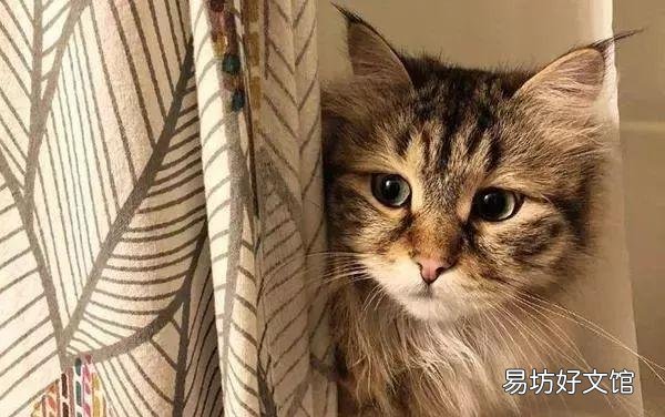 猫的应激反应怎样缓解(猫的应激反应怎么处理)