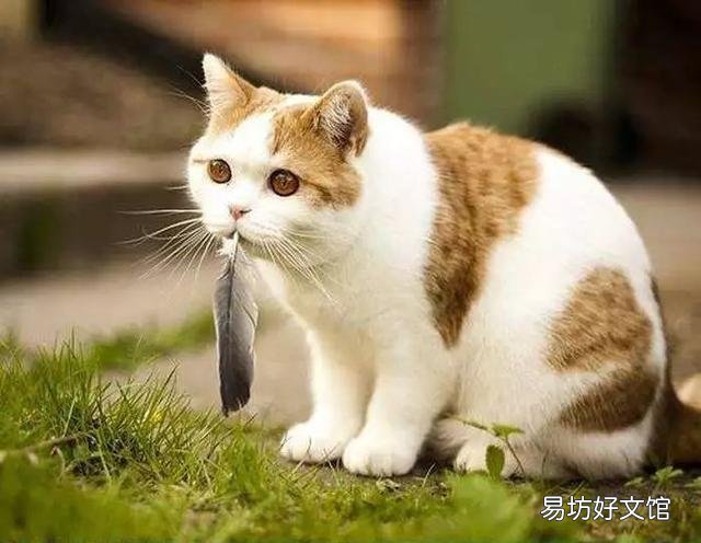 猫的应激反应怎样缓解(猫的应激反应怎么处理)