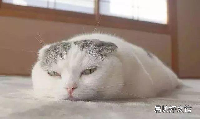 猫的应激反应怎样缓解(猫的应激反应怎么处理)
