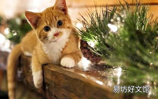 两只猫可以用一个猫砂盆吗(两只猫猫能用一个猫砂盆吗)