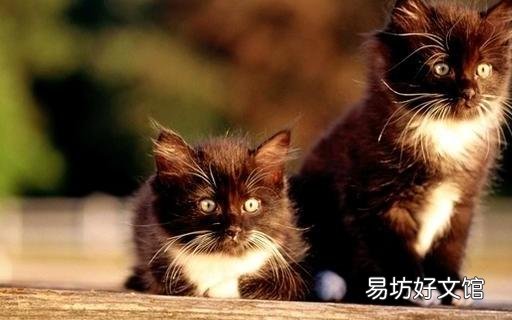 两只猫可以用一个猫砂盆吗(两只猫猫能用一个猫砂盆吗)