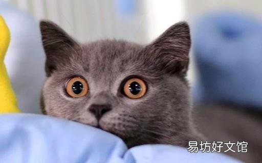 两只猫可以用一个猫砂盆吗(两只猫猫能用一个猫砂盆吗)