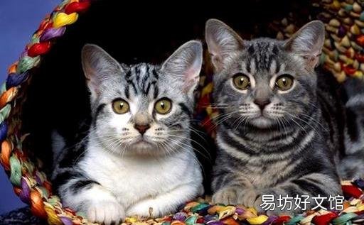 两只猫可以用一个猫砂盆吗(两只猫猫能用一个猫砂盆吗)