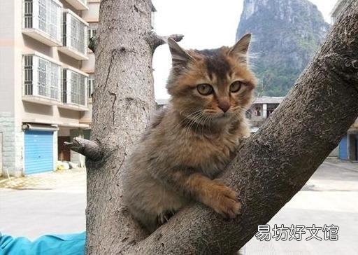 两只猫可以用一个猫砂盆吗(两只猫猫能用一个猫砂盆吗)