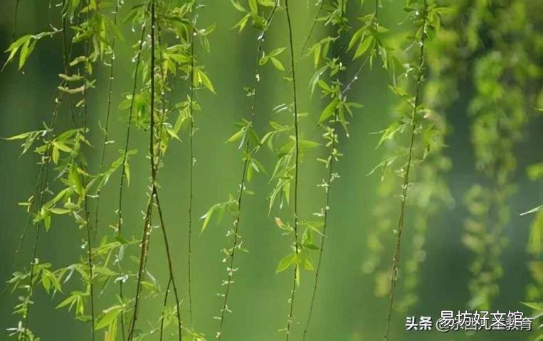 万条垂下绿丝绦的意思是什么 碧玉妆成一树高万条垂下绿丝绦的意思