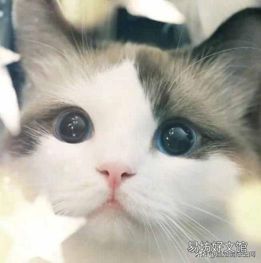 天秤女是水瓶男的宿命 水瓶男和天秤女