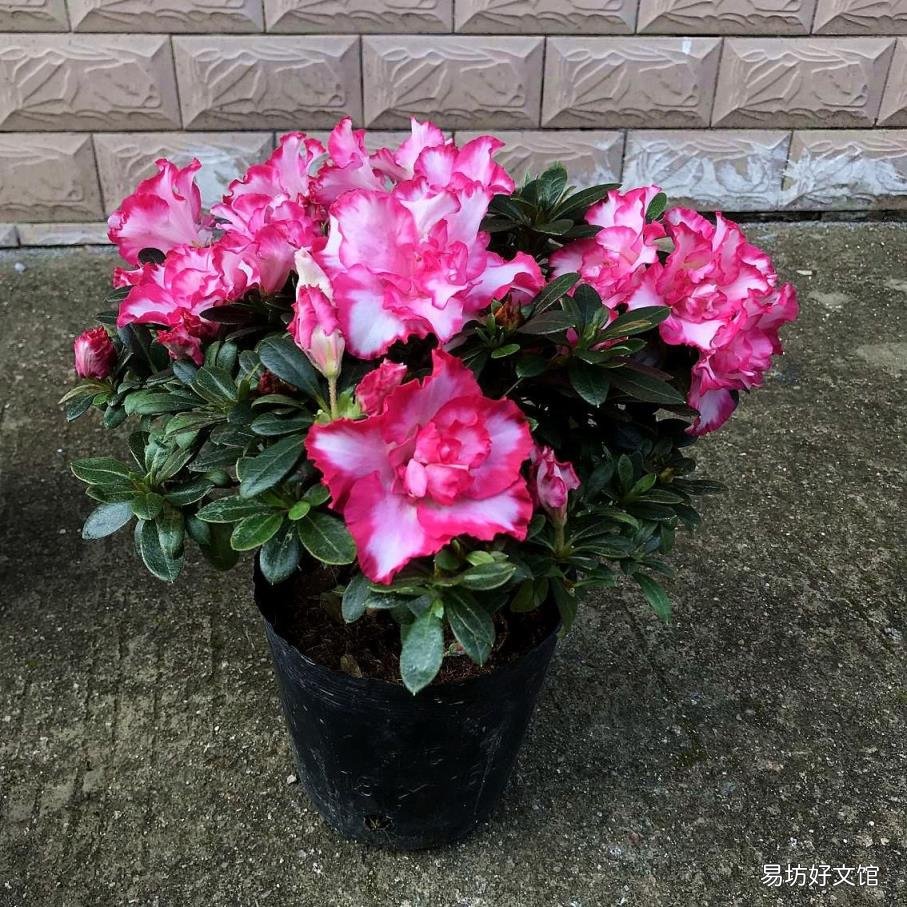 家里为什么不能养绣球花 绣球花有毒吗