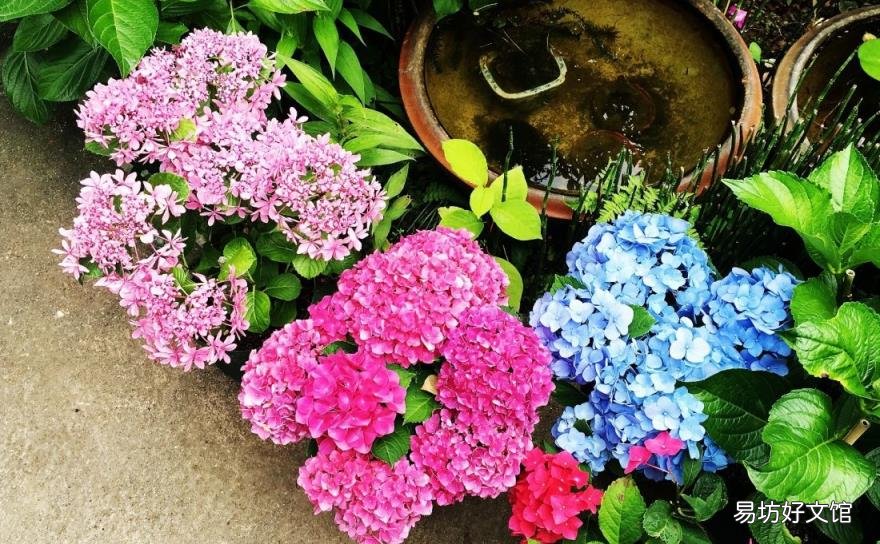 家里为什么不能养绣球花 绣球花有毒吗