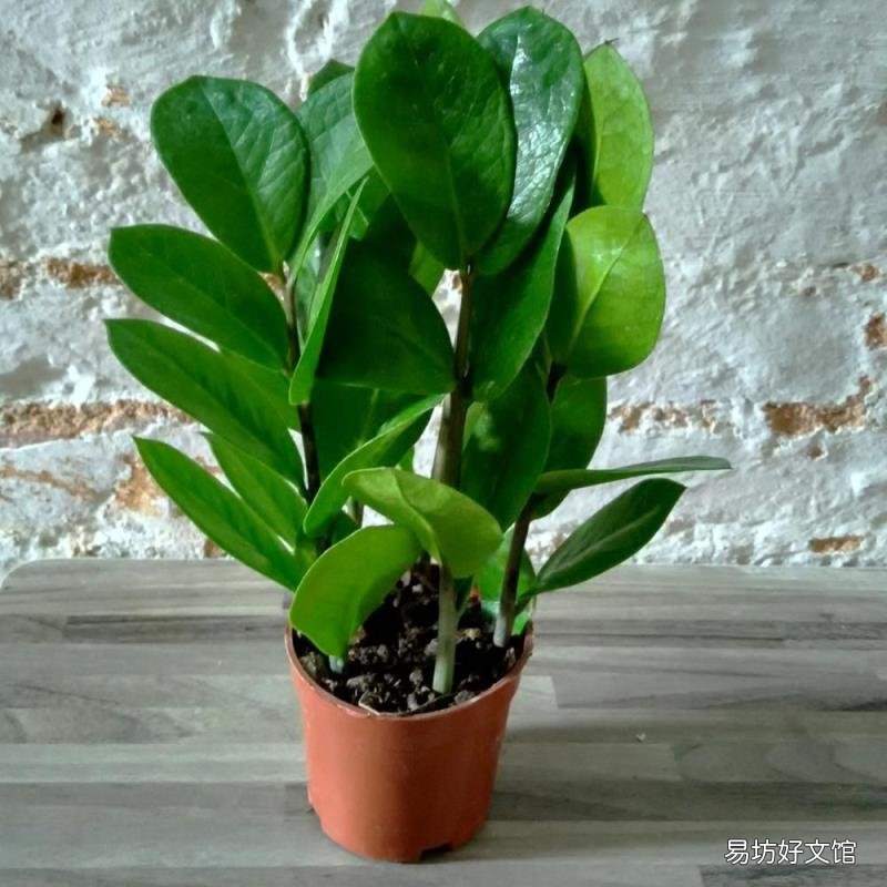 家里为什么不能养绣球花 绣球花有毒吗