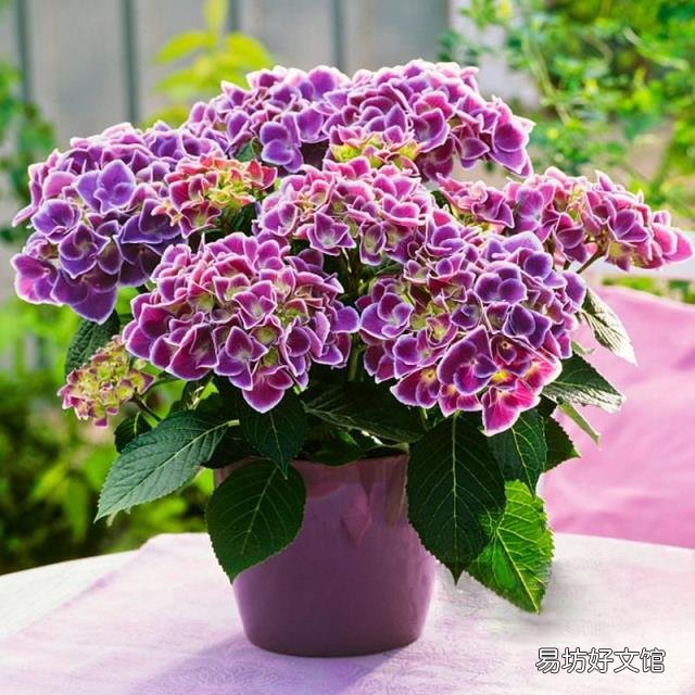 家里为什么不能养绣球花 绣球花有毒吗
