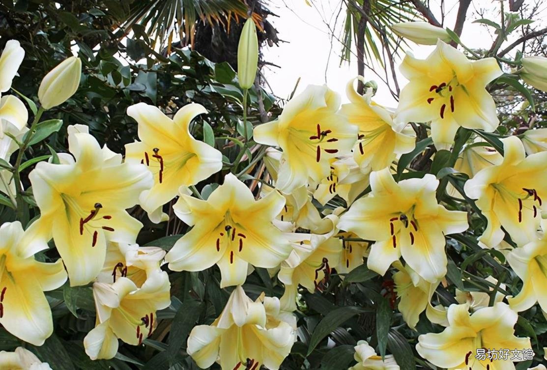 家里为什么不能养绣球花 绣球花有毒吗