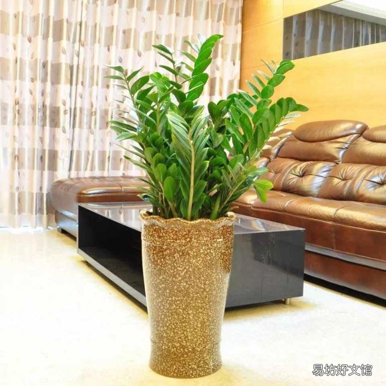 家里为什么不能养绣球花 绣球花有毒吗