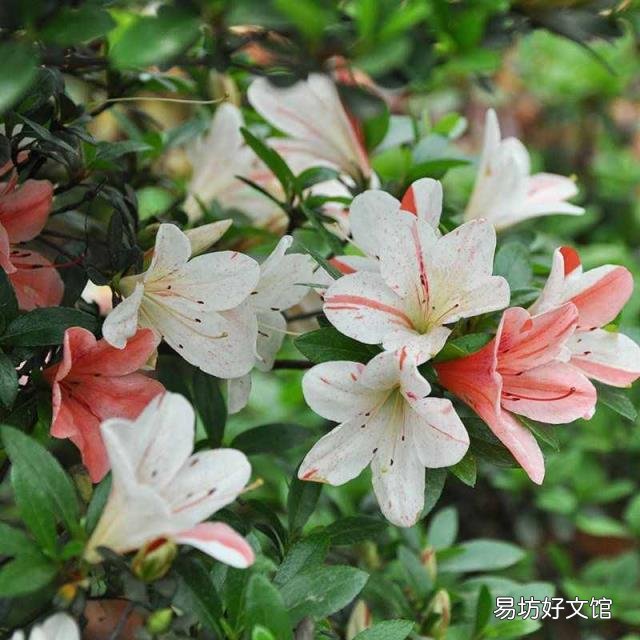家里为什么不能养绣球花 绣球花有毒吗