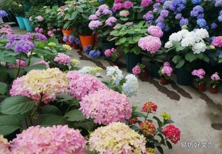 家里为什么不能养绣球花 绣球花有毒吗