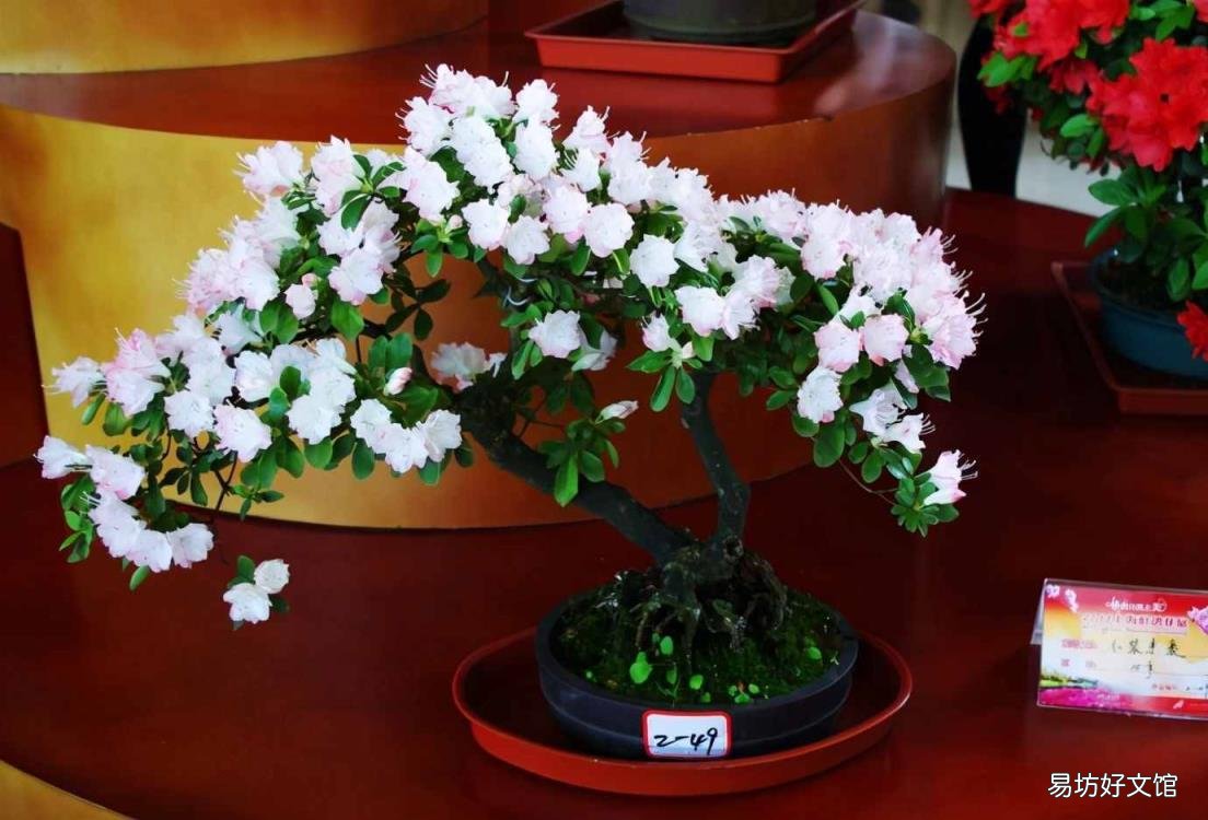 家里为什么不能养绣球花 绣球花有毒吗