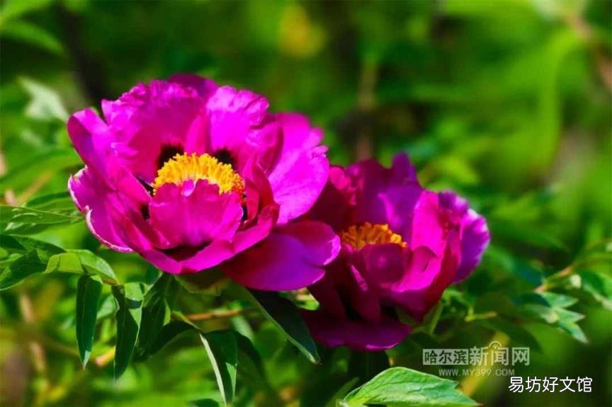 牡丹花照片大全大图 牡丹花什么时候开