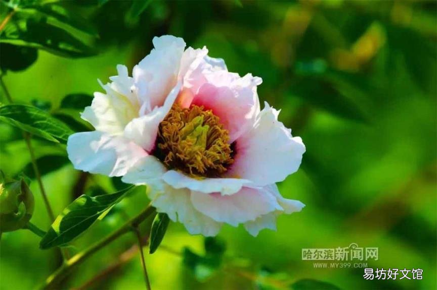 牡丹花照片大全大图 牡丹花什么时候开