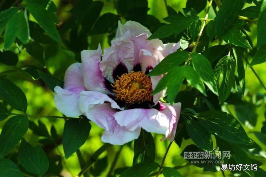 牡丹花照片大全大图 牡丹花什么时候开