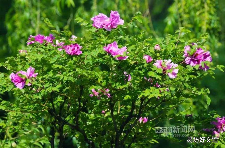 牡丹花照片大全大图 牡丹花什么时候开