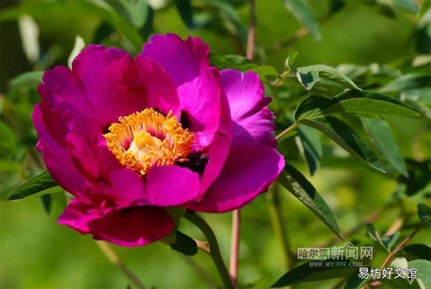 牡丹花照片大全大图 牡丹花什么时候开