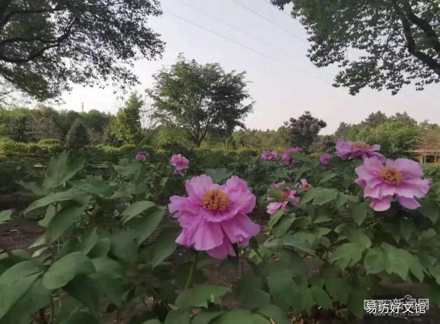 牡丹花照片大全大图 牡丹花什么时候开