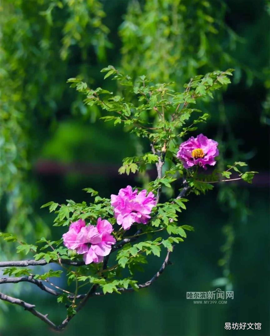牡丹花照片大全大图 牡丹花什么时候开