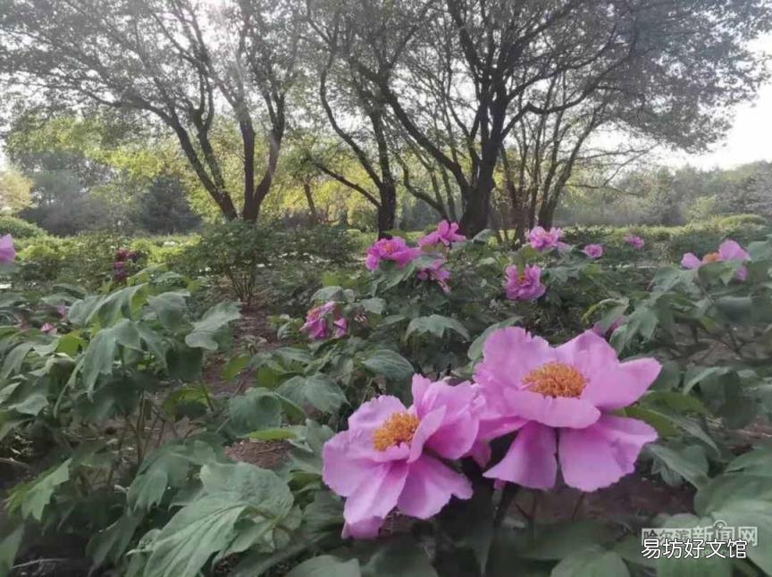 牡丹花照片大全大图 牡丹花什么时候开