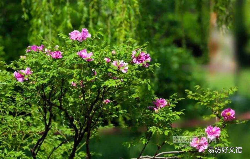牡丹花照片大全大图 牡丹花什么时候开