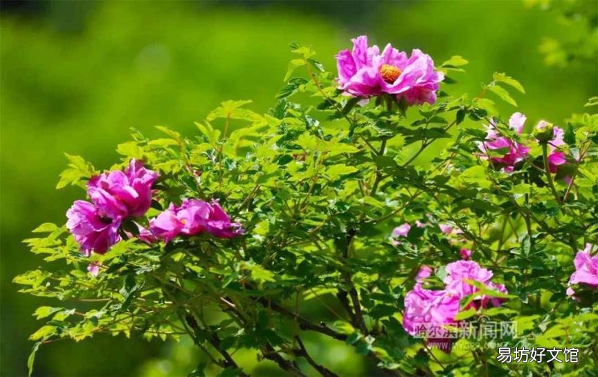 牡丹花照片大全大图 牡丹花什么时候开