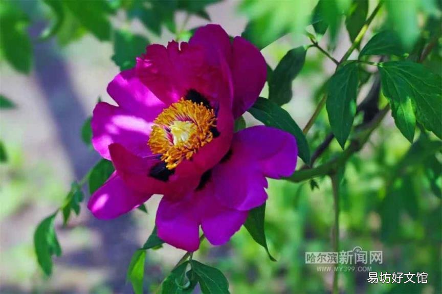 牡丹花照片大全大图 牡丹花什么时候开