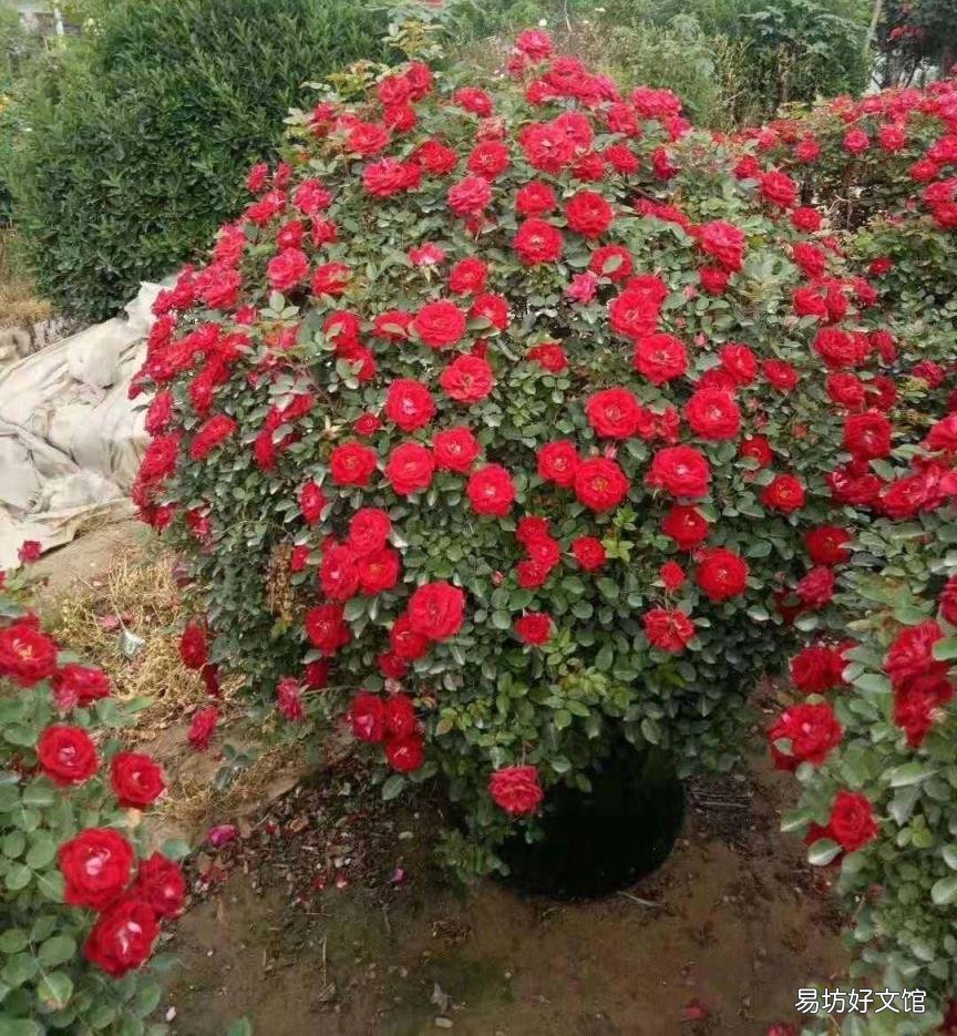 栀子花开花能保持几天 栀子花花期