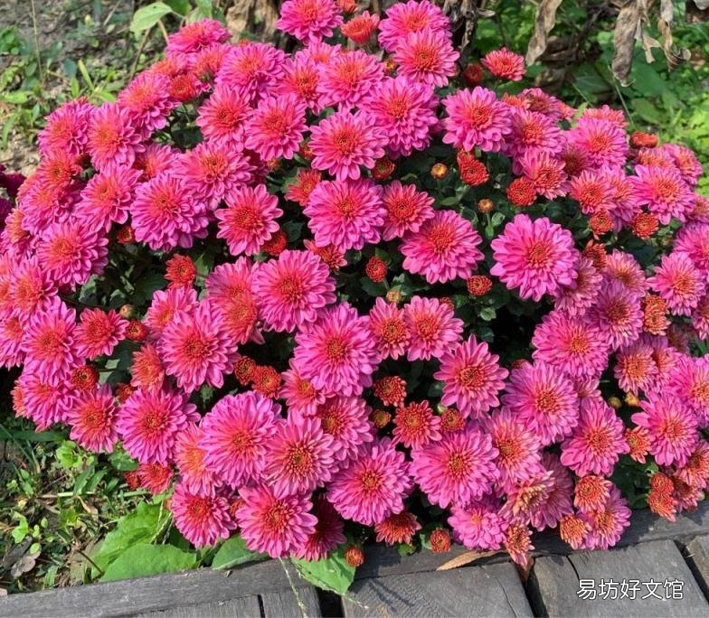 栀子花开花能保持几天 栀子花花期