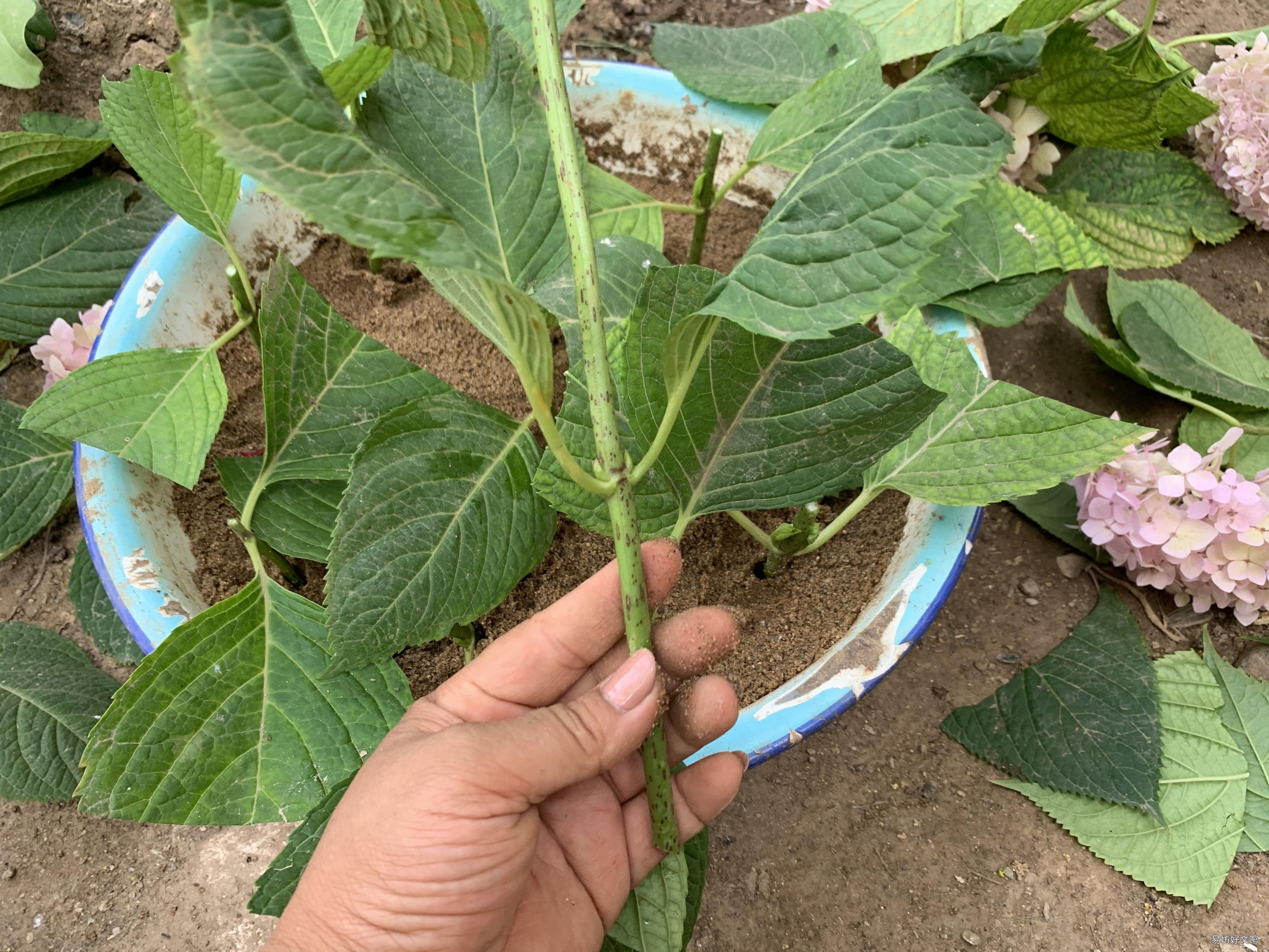 栀子花开花能保持几天 栀子花花期