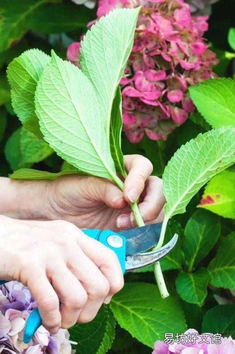 栀子花开花能保持几天 栀子花花期