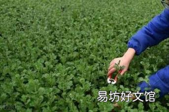 栀子花开花能保持几天 栀子花花期