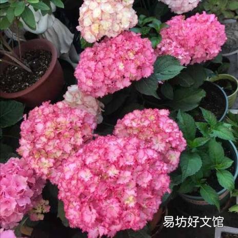 栀子花开花能保持几天 栀子花花期