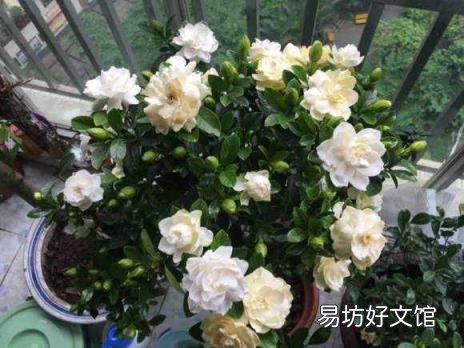 栀子花开花能保持几天 栀子花花期