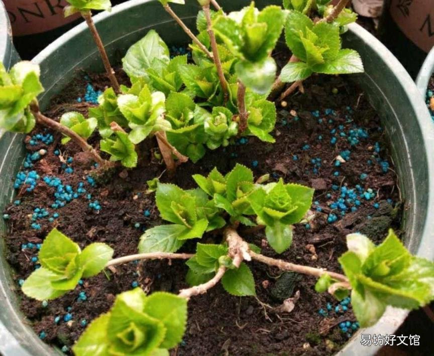 栀子花开花能保持几天 栀子花花期