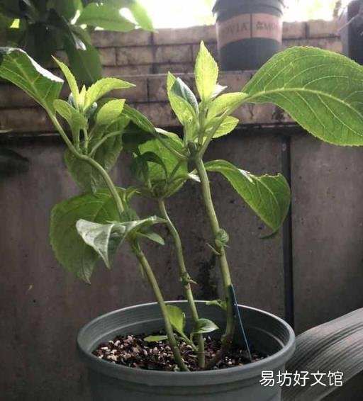 栀子花开花能保持几天 栀子花花期