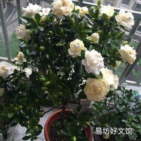栀子花开花能保持几天 栀子花花期