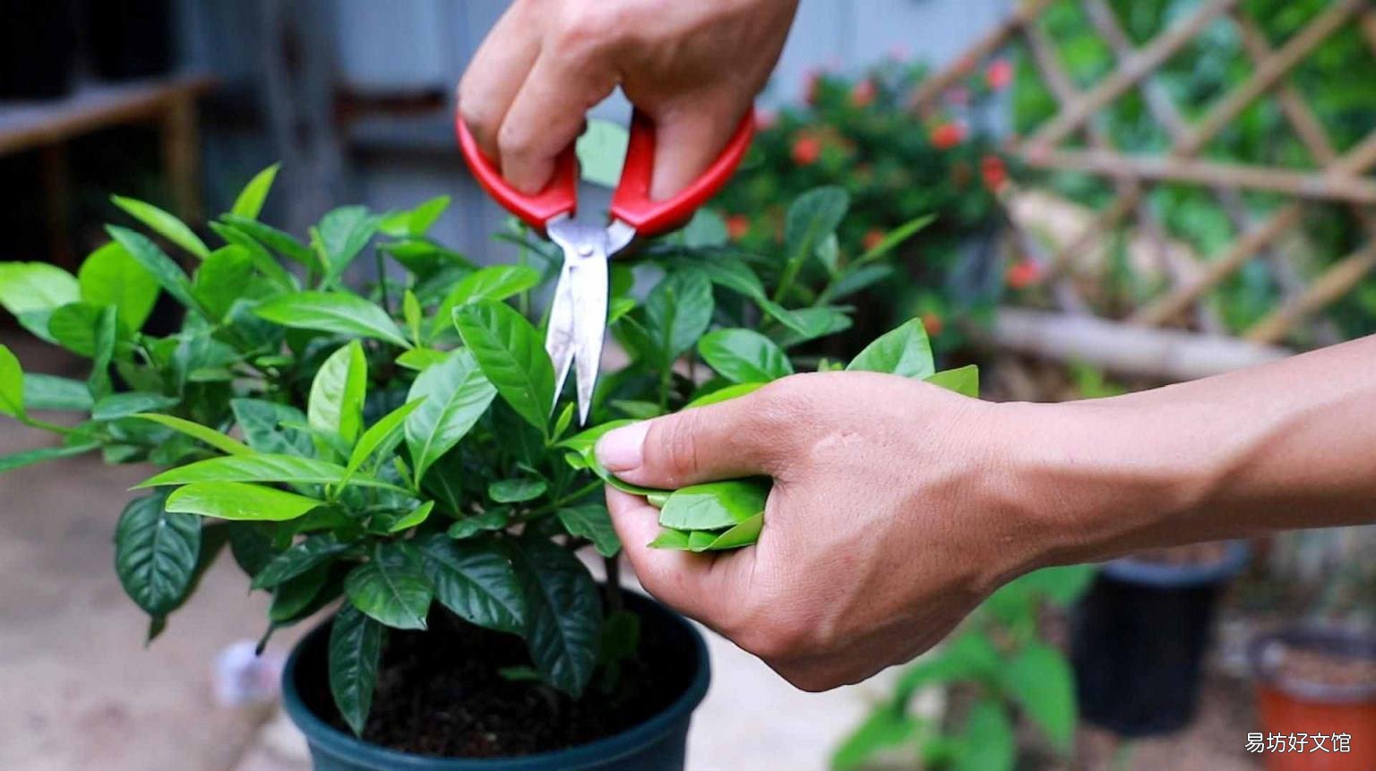 栀子花开花能保持几天 栀子花花期
