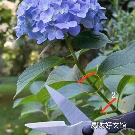 栀子花开花能保持几天 栀子花花期