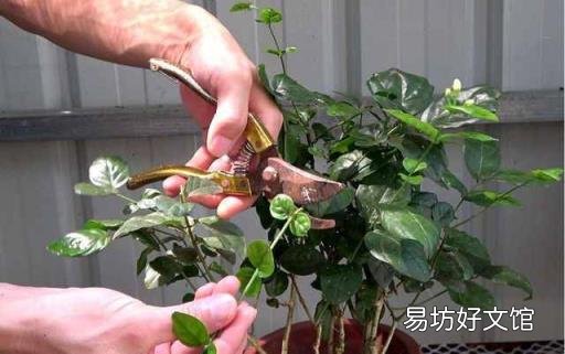栀子花开花能保持几天 栀子花花期