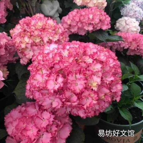 栀子花开花能保持几天 栀子花花期