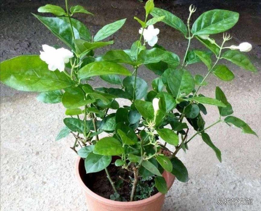 栀子花开花能保持几天 栀子花花期