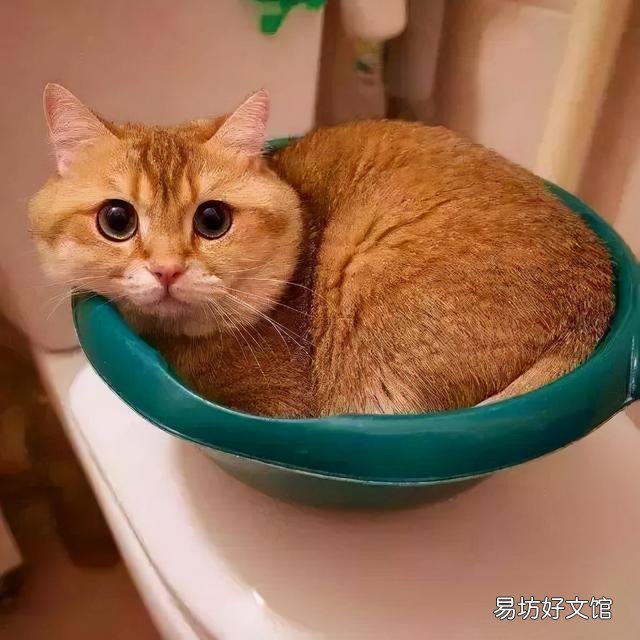 猫趴胸口睡觉还咕噜咕噜的叫(猫咪趴着咕噜咕噜叫)
