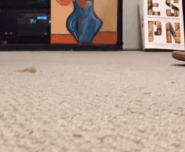 猫趴胸口睡觉还咕噜咕噜的叫(猫咪趴着咕噜咕噜叫)