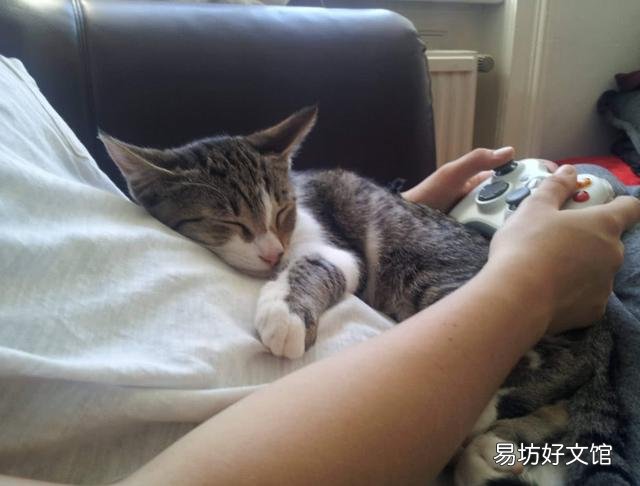猫趴胸口睡觉还咕噜咕噜的叫(猫咪趴着咕噜咕噜叫)